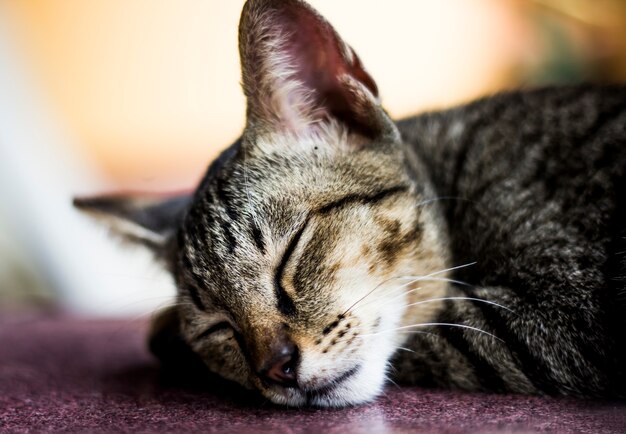 Le chat voulait dormir. Photo Premium