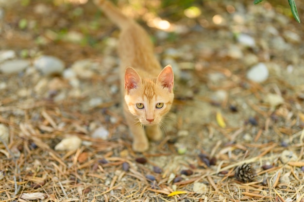 Chaton Au Gingembre Sans Abri Solitaire Pauvre Sur Les Feuilles D Automne Photo Premium