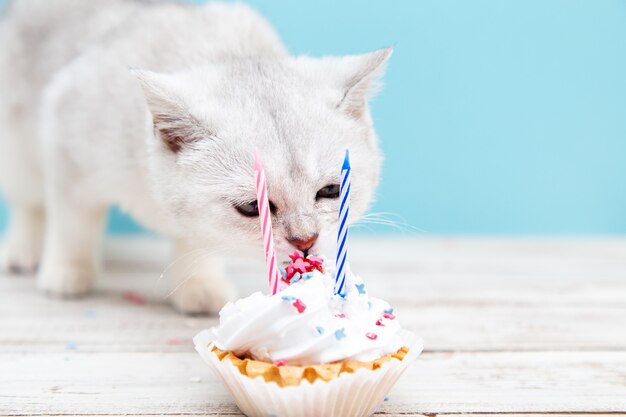 Chaton Britannique Blanc Mangeant Un Gateau D Anniversaire Sur Fond Bleu Concept De Vacances Et D Anniversaire Photo Premium