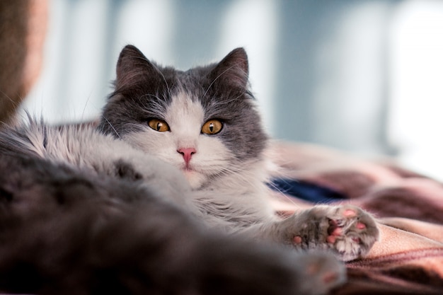 Chaton Drole A La Maison Chat A Poil Long Blanc Et Gris Chat Assis Dans Le Salon Photo Premium