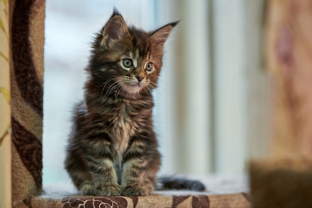 Chaton Ecaille De Tortue Maine Coon Photo Premium