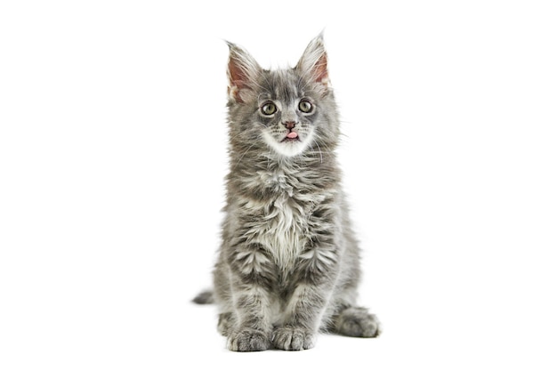 Chaton Maine Coon Isole Chat Mignon Maine Coon Petit Chat Drole De Race Couleur Grise Photo Premium