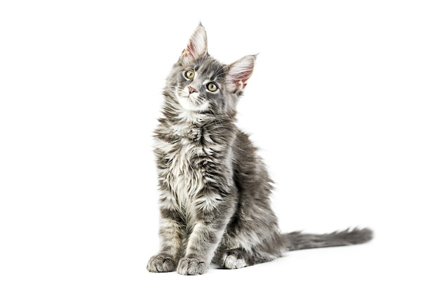 Chaton Maine Coon Isole Chat Mignon Maine Coon Petit Chat Drole De Race Couleur Grise Photo Premium