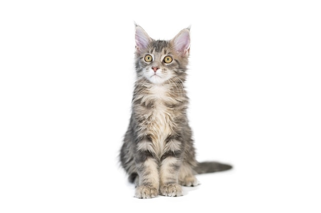 Chaton Maine Coon Isole Race De Chat Mignon Plus Grand Et Beau Fond Blanc Photo Premium