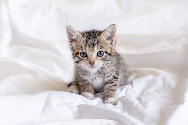 Chaton Mignon Drole Tabby Raye Humide Assis Apres Avoir Pris Un Bain Sur Un Lit Blanc Nettoyer L Animal De Compagnie Photo Premium