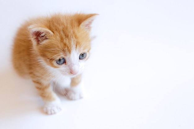 Chaton Mignon De Gingembre Sur Un Blanc Photo Premium