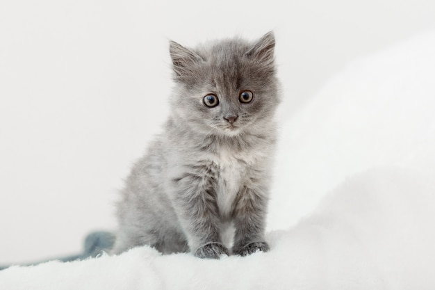 Chaton Portrait De Beau Chaton Gris Pelucheux Chat Bebe Animal Le Chaton Bleu Britannique Aux Grands Yeux Est Assis Sur Un Plaid Beige Et Regarde A Huis Clos Sur Fond Blanc