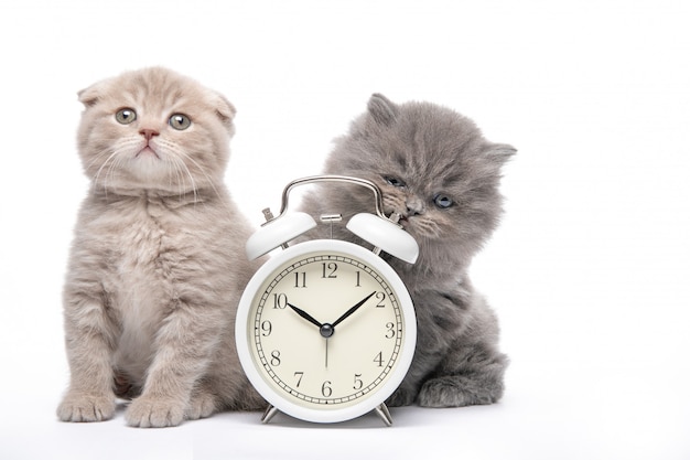 Chaton Et Reveil Sur Un Mur Blanc Animaux Et Reveil Matin Photo Premium