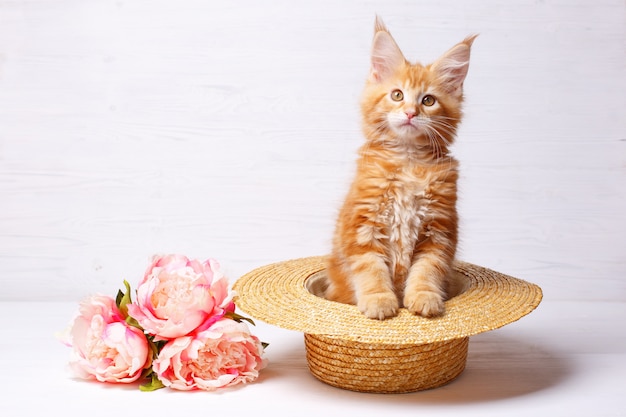 Chaton Rouge Maine Coon Assis Dans Un Chapeau De Paille Photo Premium