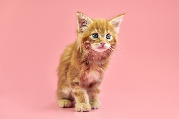 Chaton Rouge Maine Coon Chat Mignon De Race A Poil Court Sur Fond Rose Chaton Attrayant Aux Cheveux Roux De La Nouvelle Portee Photo Premium