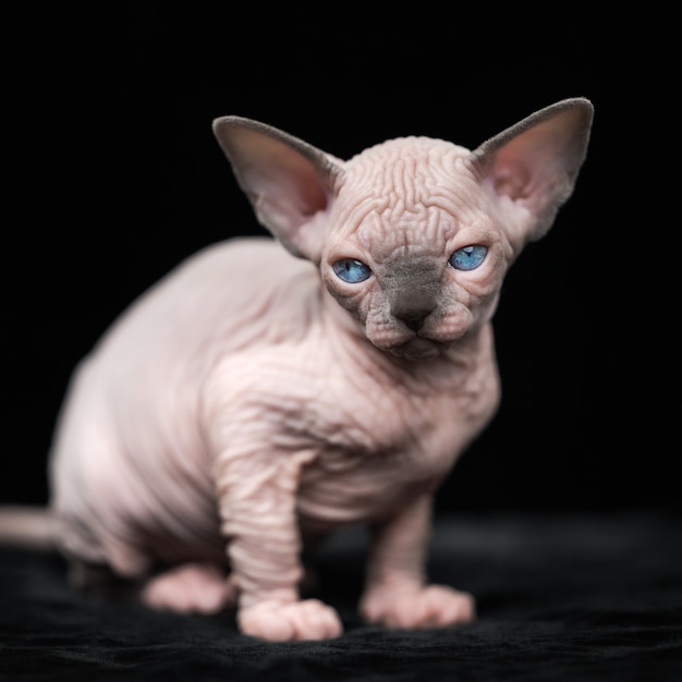 Chaton Sans Poils Doux De Race De Chat Sphynx Canadien Assis Sur Fond Noir Portrait De Kitty Photo Premium