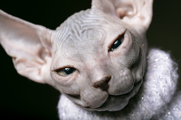 Chaton Sphynx Museau D Un Gros Plan De Chat Chauve Photo Premium