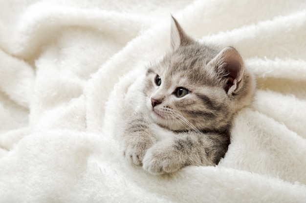 Le Chaton Tigre Mignon Se Trouve Sur Une Couverture Douce Blanche Repos De Chat Faisant La