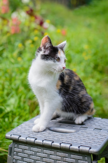 Chaton Tricolore Sur Une Chaise Dans Le Jardin Photo Premium