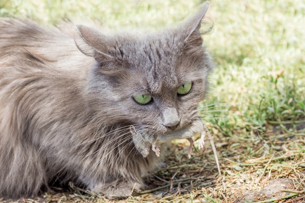 Une Chatte Grise Attrape Une Souris Le Chat Tient Une Souris Dans Sa Bouche Photo Premium