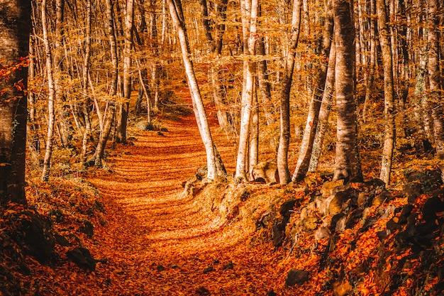 Chemin Dans Une Foret En Automne Photo Premium