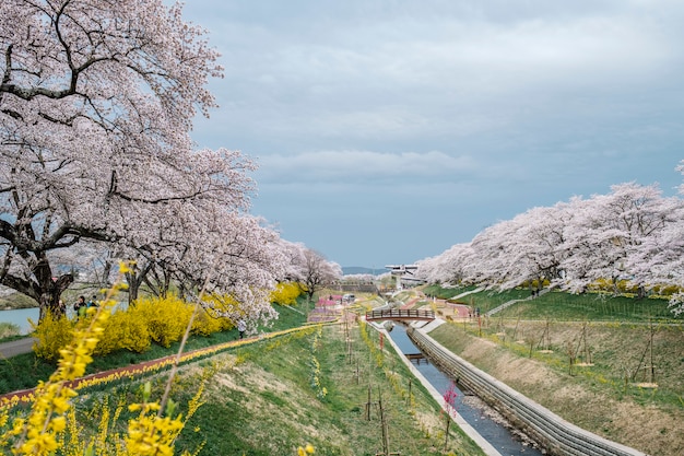  Chemin  De Sakura  Photo Gratuite