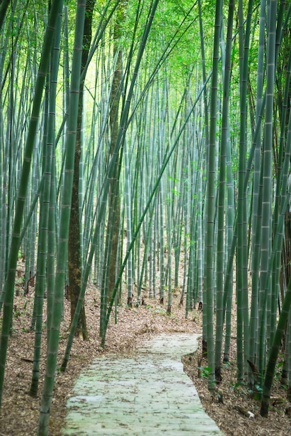  Chemin   Travers Une For t De Bambous  Photo  Gratuite