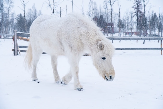 Cheval Blanc Marchant Sur Un Champ Enneige Dans Le Nord De La Suede Photo Gratuite