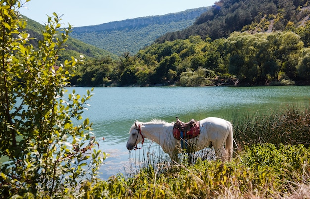 Le cheval boit de l'eau au bord du lac Photo Premium