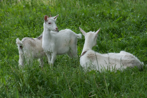 Chevre Avec Un Chevreau Les Chevres De Famille Paissent Sur Un Pre Vert Chevre Mere Et Ses Bebes Dans Le Village Troupeau De Chevres Marchant Dans La Campagne Photo Premium