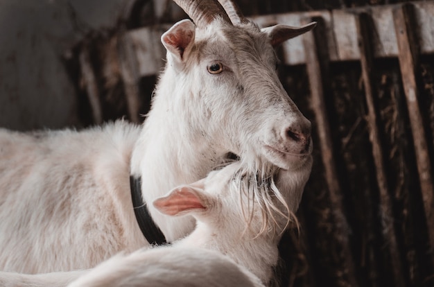 Chevre Domestique Et Chevres Mignonnes Dans Une Cote Chevres Adultes Et Jeunes Dans La Grange Chevres Mere Et Bebe Calins Photo Premium