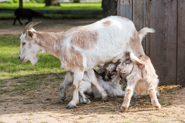 Une Chevre Mere Nourrit Son Bebe Dans Le Paturage Deux Petites Chevres Boivent Du Lait Photo Premium