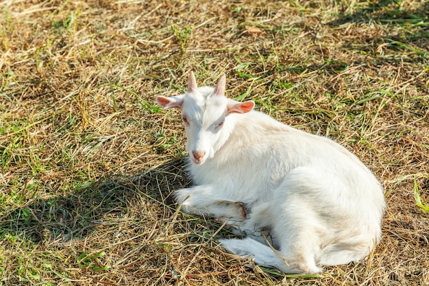 Chevre Mignon Jeune Bebe Se Detendre Dans La Ferme Du Ranch En Journee D Ete Chevres