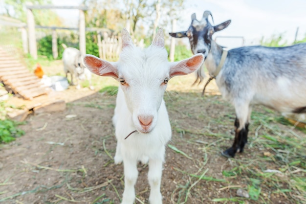 Chevre Mignon Jeune Bebe Se Detendre Dans La Ferme Du Ranch En Journee D Ete Chevres