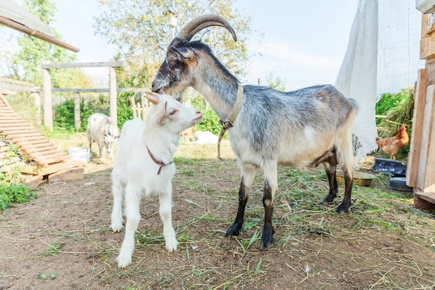 Chevre Mignon Jeune Bebe Se Detendre Dans La Ferme Du Ranch En Journee D Ete Chevres