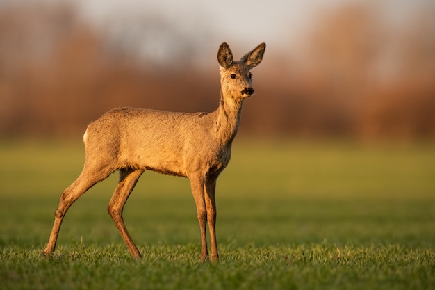 Chevreuil Biche   C t  De  La Vue Lat rale Le Soir De  