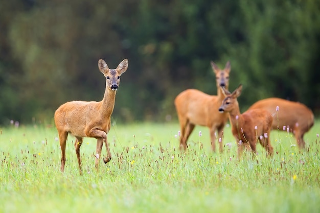 Chevreuil Dans Une Clairiere Photo Premium