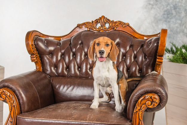 Chien assis sur une chaise. beagle mignon relaxant. très grand fauteuil dans un style rétro. mobilier ancien, mobilier ancien, grand fauteuil en cuir marron Photo Premium