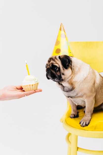  Chien  Au Chapeau  D anniversaire  Assis Sur Une Chaise Et 