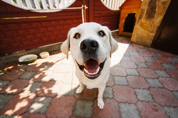 Chien aux yeux jaune foncé se dresse sur la chaîne Photo gratuit