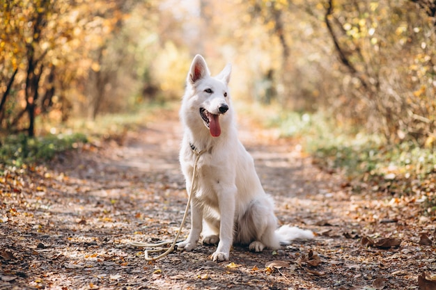 Chien blanc mignon assis dans un parc en automne Photo gratuit
