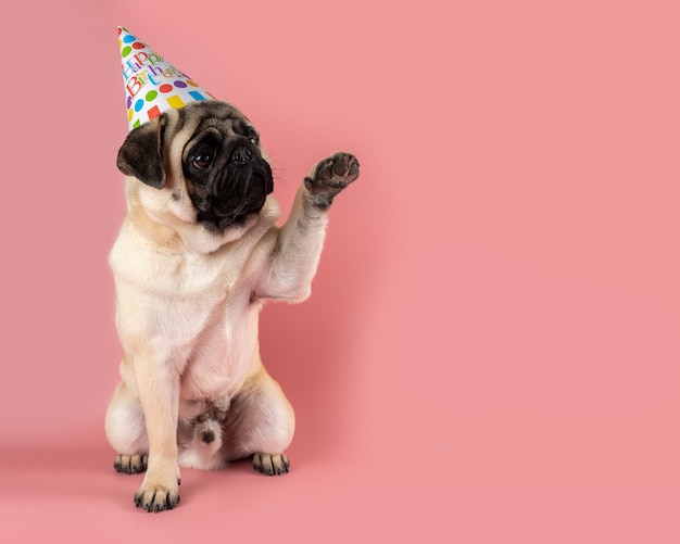 Chien Carlin Drole Donnant Sa Patte Et Portant Un Chapeau De Joyeux Anniversaire Sur Rose Photo Premium