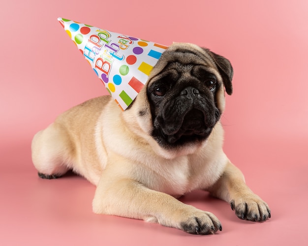 Chien Carlin Drole Portant Un Chapeau De Joyeux Anniversaire Sur Fond Rose Photo Premium