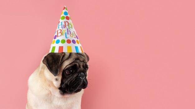 Chien Carlin Drole Portant Un Chapeau De Joyeux Anniversaire Sur Fond Rose Photo Premium