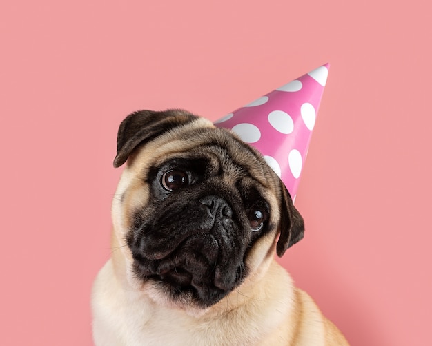 Chien Carlin Drole Portant Un Chapeau De Joyeux Anniversaire Sur Fond Rose Photo Premium