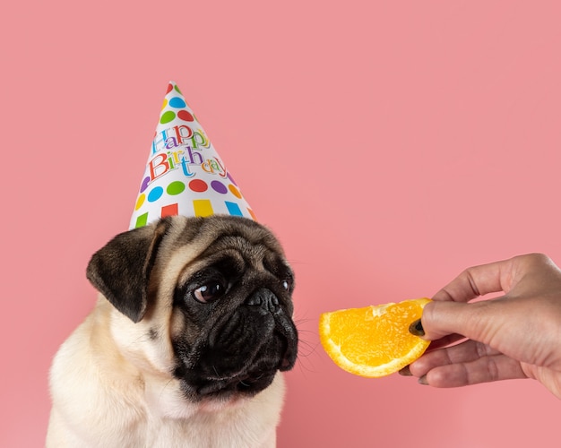 Chien Carlin Drole Portant Chapeau De Joyeux Anniversaire Avec Orange Sur Fond Rose Photo Premium