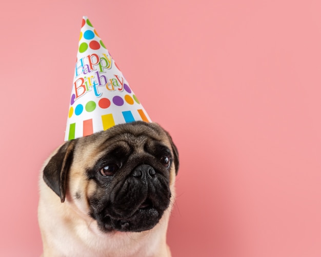 Chien Carlin Drole Portant Un Chapeau De Joyeux Anniversaire Sur Rose Photo Premium