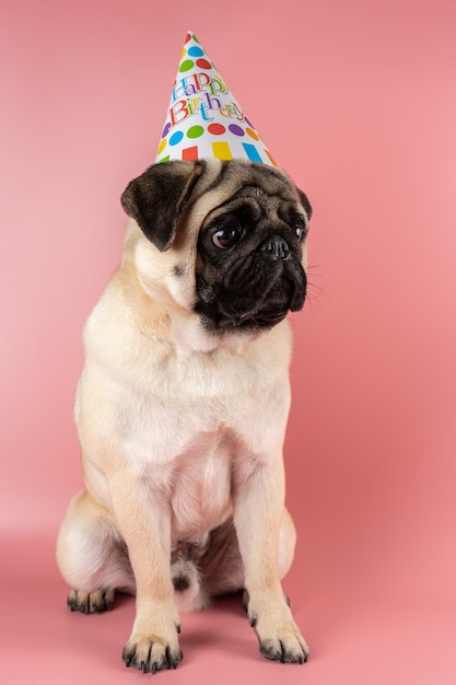 Chien Carlin Drole Portant Un Chapeau De Joyeux Anniversaire Sur Rose Photo Premium