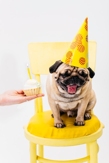  Chien  en chapeau  d anniversaire  assis sur une chaise 