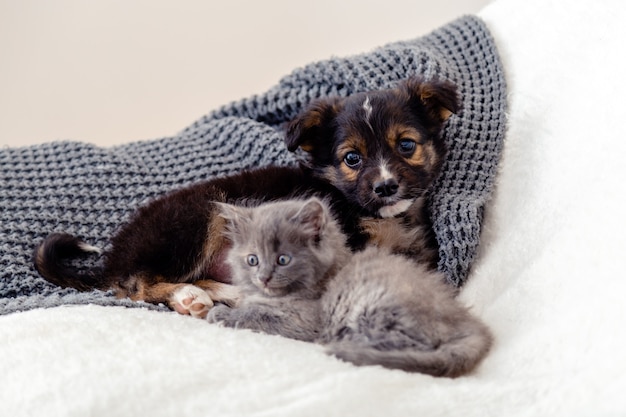 Chien Et Chat Chaton Et Chiot Groupe De Deux Petits Animaux Se Trouvent Ensemble Sur Le