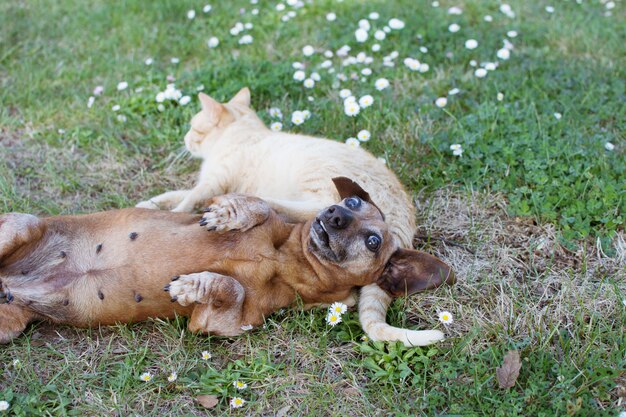 Chien Et Chat Jouant A L Herbe Verte Avec Une Expression Drole Et Peur Photo Premium