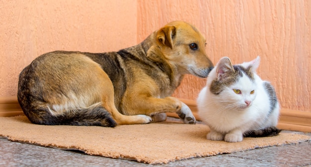 Le Chien Et Le Chat Sont Couches Ensemble Sur Le Tapis Le Chien Et Le Chat Sont Amis Photo Premium