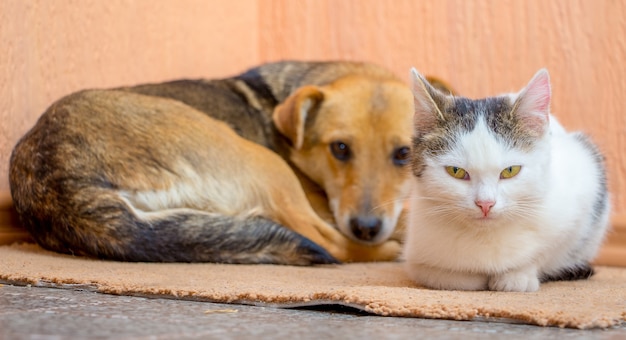 Le Chien Et Le Chat Sont Couches Ensemble Sur Le Tapis Le Chien Et Le Chat Sont Amis Photo Premium