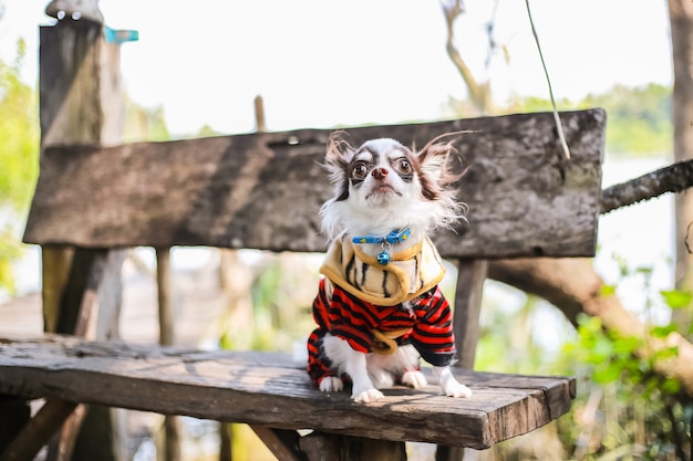 Le Chien Chihuahua Blanc Chocolat Porte Une Chemise Noire Et