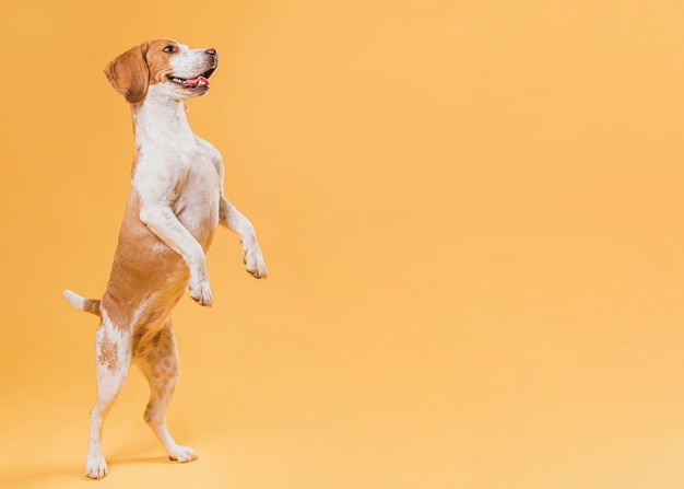 Chien Debout Sur Les Pattes Postérieures Avec Espace De Copie Photo gratuit